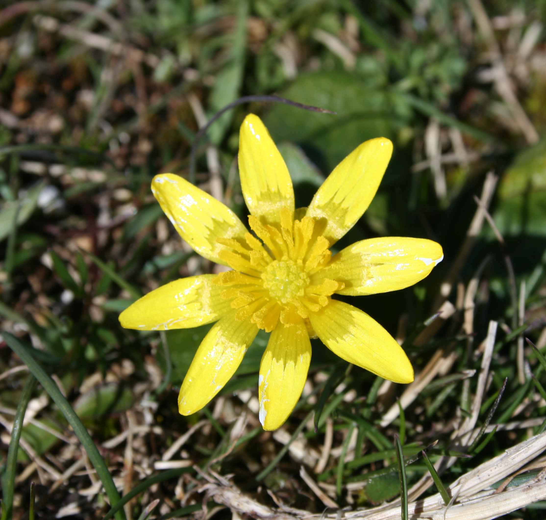 Ranunculus ficaria sl.